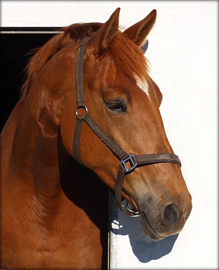 Dansk Varmblod Fredbo´s Khan billede 4