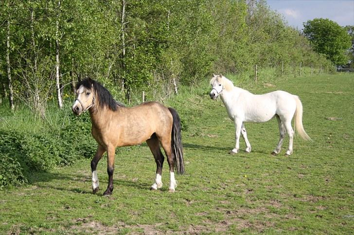 Welsh Mountain (sec A) Cirkeline billede 17