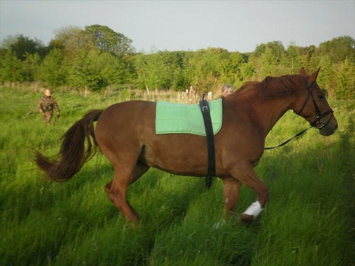 Frederiksborg Lucy - Galop galop :o) billede 14