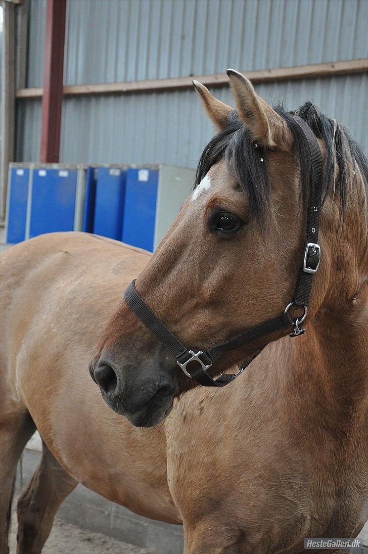 Anden særlig race Star<3*Rider* - Velkommen Til Star´s Frofil (: læg gerne en bedømmelse og en kommentar :) Her er han løs i ridehuset og holder en puste pause, Oktober 2010. Foto: Helena Vengfelt(mig) billede 1