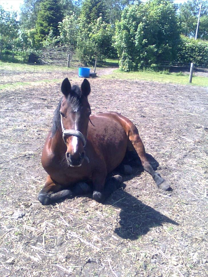 Anden særlig race Manu Af Øster haugård - Du er sååååå søøød Manu<3 ;D  billede 2