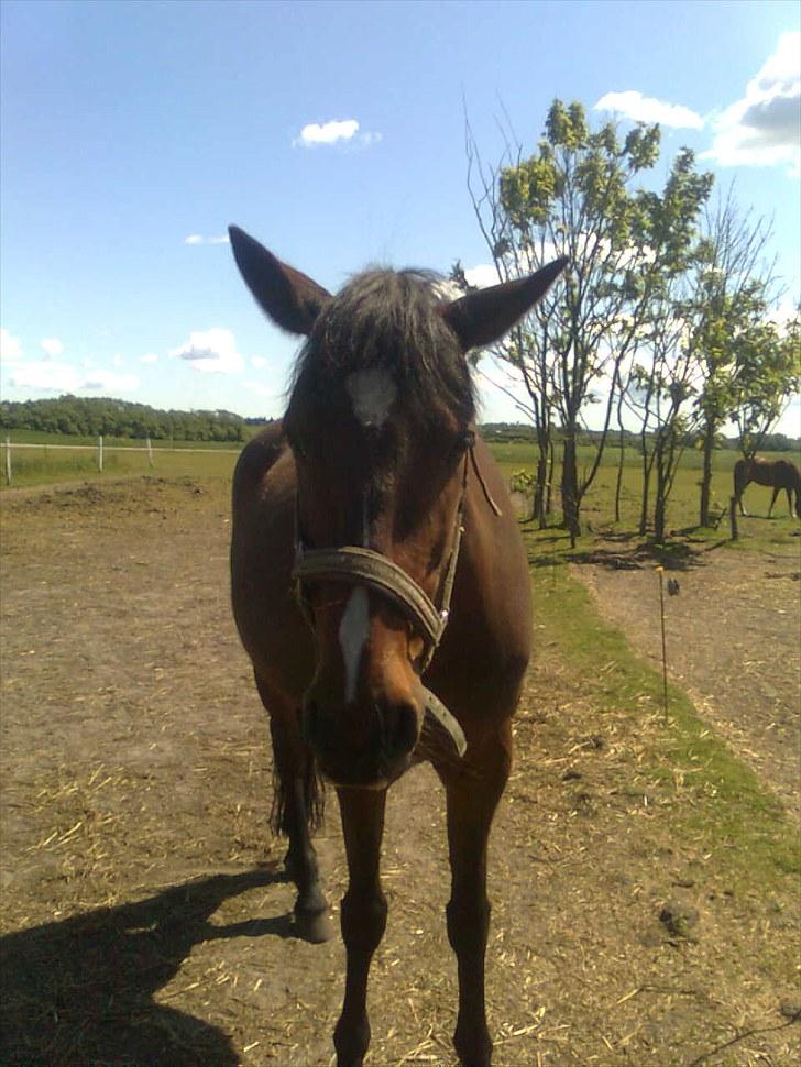 Anden særlig race Manu Af Øster haugård - Nuuue.... Manu du er sgu heller ikke helt normalt ;D billede 3
