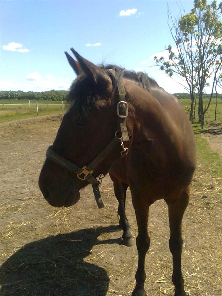 Anden særlig race Manu Af Øster haugård - Hej med dig Basse, ja det er mig igen, der tager billeder af den lille fotomodel.... billede 4