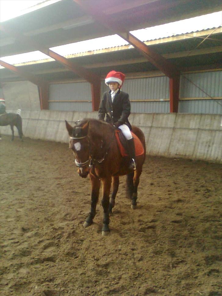Anden særlig race Manu Af Øster haugård - Jule halløj på rideskolen!... Dig og Martin var så fine<333 billede 5