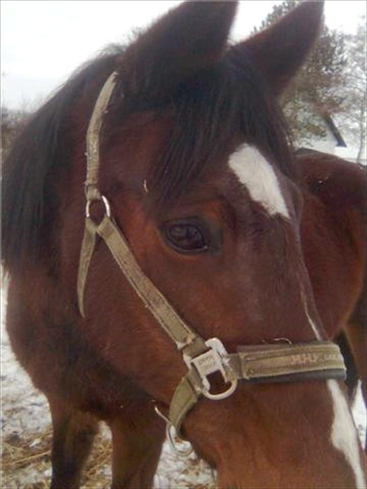 Anden særlig race Manu Af Øster haugård - I sne og slud skal Manu ud... Hehe Du er en alt vejrs hest!<3  billede 7