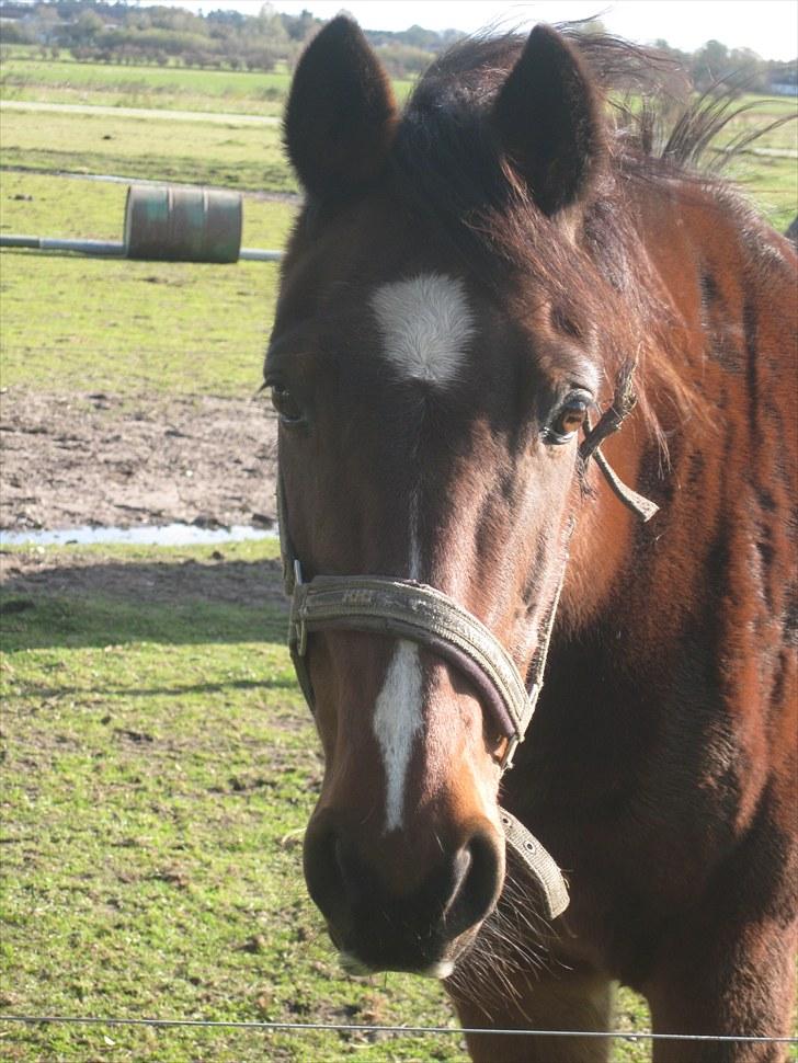 Anden særlig race Manu Af Øster haugård - Nue... Du er bare dagens glæde. ;) billede 9