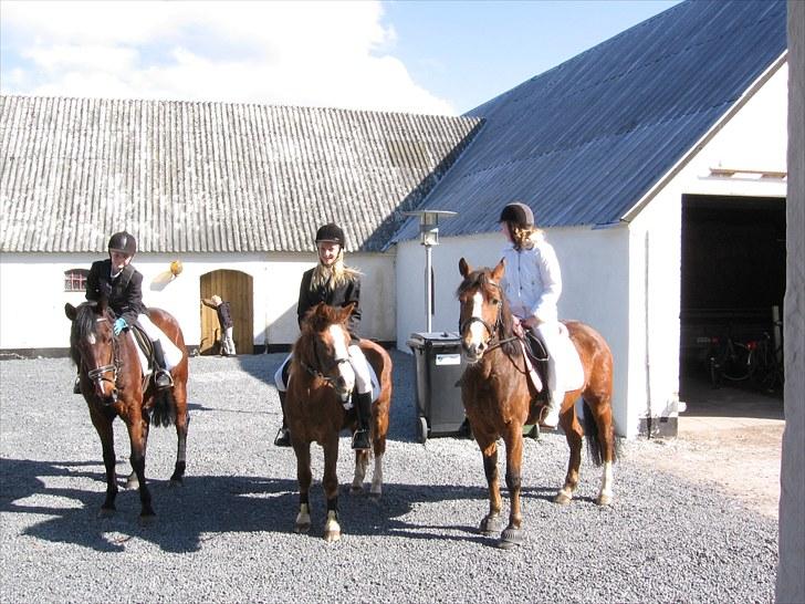 Anden særlig race Manu Af Øster haugård - Manu, du var der også til min store fest. Du red endda sammen med mig hjem fra kirken ;* billede 10
