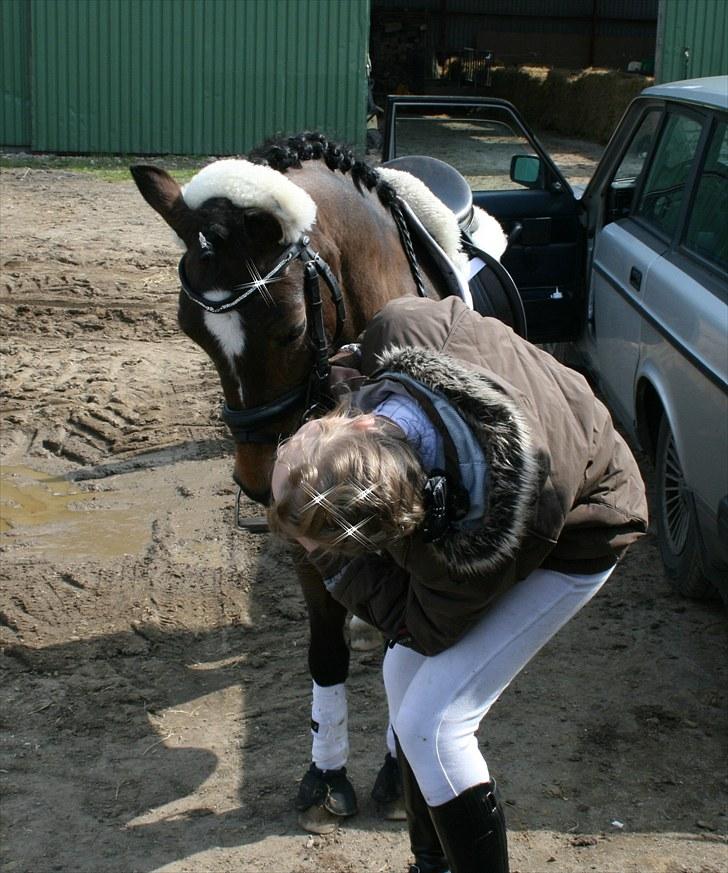 Welsh Pony (sec B) Assemoses Chennel - iloveyou billede 12