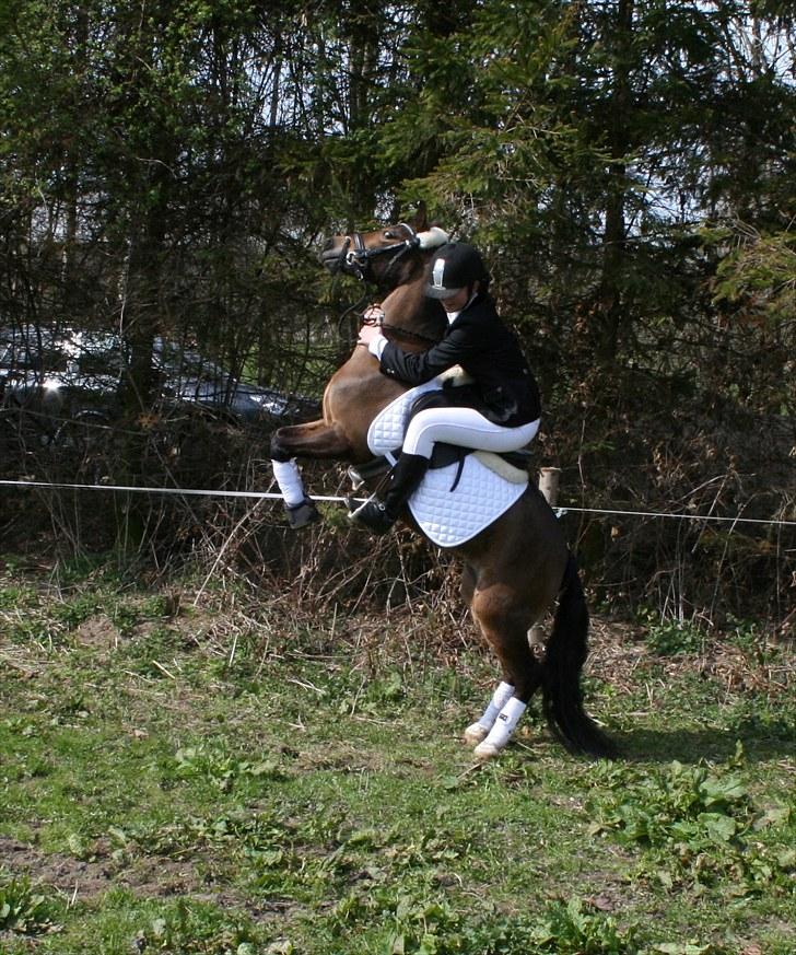 Welsh Pony (sec B) Assemoses Chennel - stejle på kommando! :)  billede 13