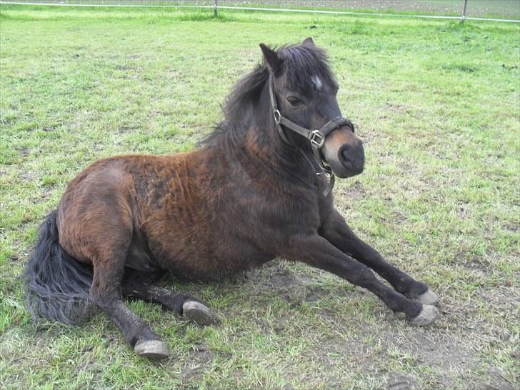 Shetlænder axel *SOLGT*:'( billede 19