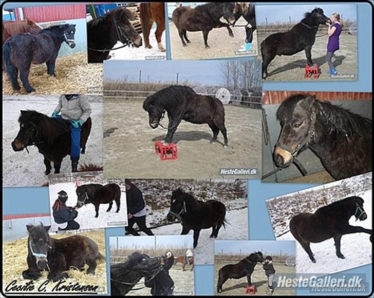 Shetlænder axel *SOLGT*:'( billede 20