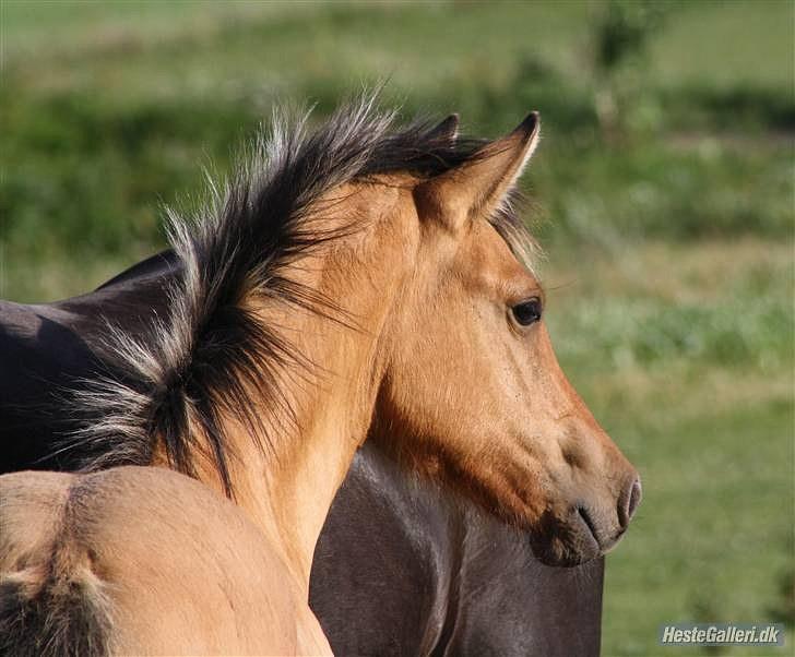 Anden særlig race MiTho's Codia - taget af: MiTho´s heste, 09  billede 2
