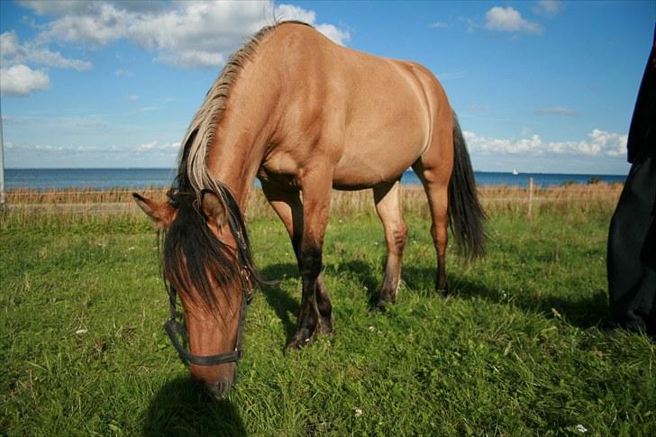 Anden særlig race MiTho's Codia - På fold med udsigt over Øresund, 2010 billede 18