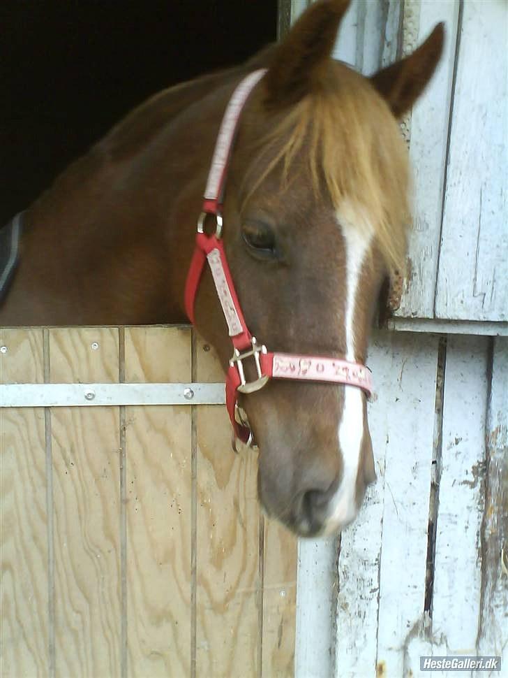 Welsh Partbred (Sec F) Khesjans Beauty † - 16) Min lille smukke pony.. Savner dig uendeligt meget, selvom vores tid sammen var kort.. <3 billede 16