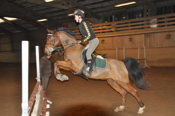 Hollandsk Sportspony Karlien. <3 *b-pony* - 3) slet ikke stort, nejdaa. :D billede 3