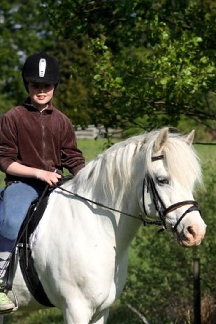 Connemara walentin billede 7