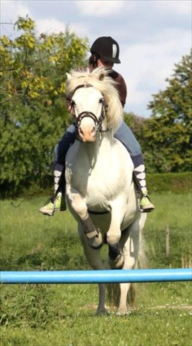 Connemara walentin billede 8