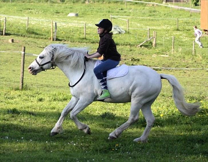 Connemara walentin billede 10