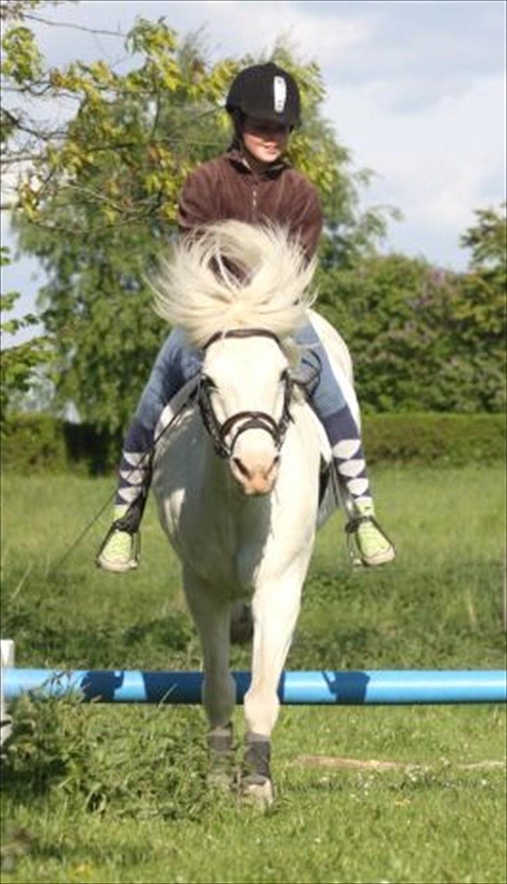 Connemara walentin billede 12