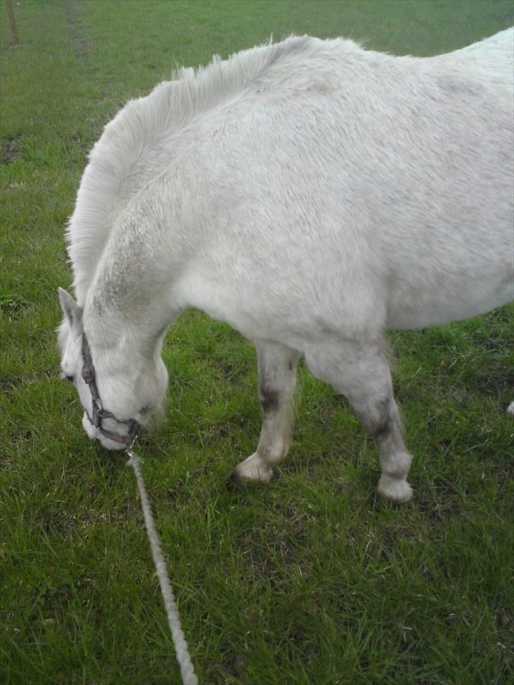 Anden særlig race Østergårdens Rommy billede 6