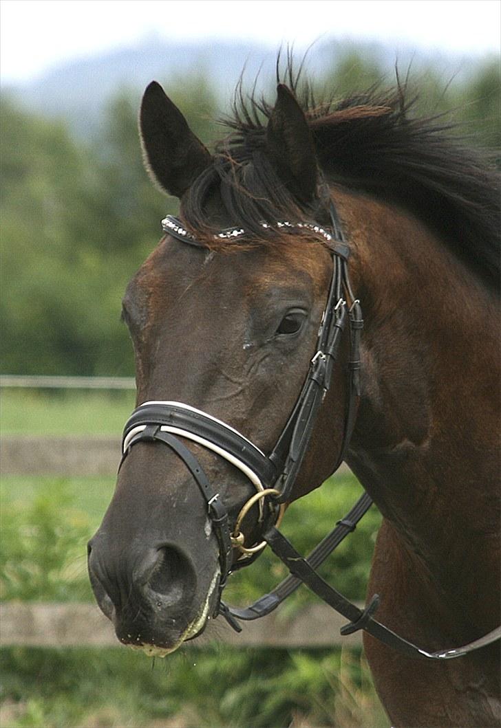 Trakehner Domino - Smukke Domino... billede 9