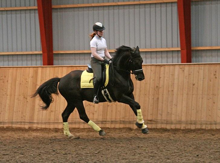 Trakehner Domino - Kursus med Mette Ubbesen den 30/5-10. billede 10