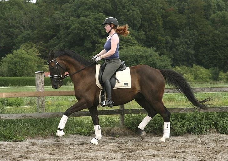 Trakehner Domino - Kursus med Mette Ubbesen den 6/8-10. billede 11