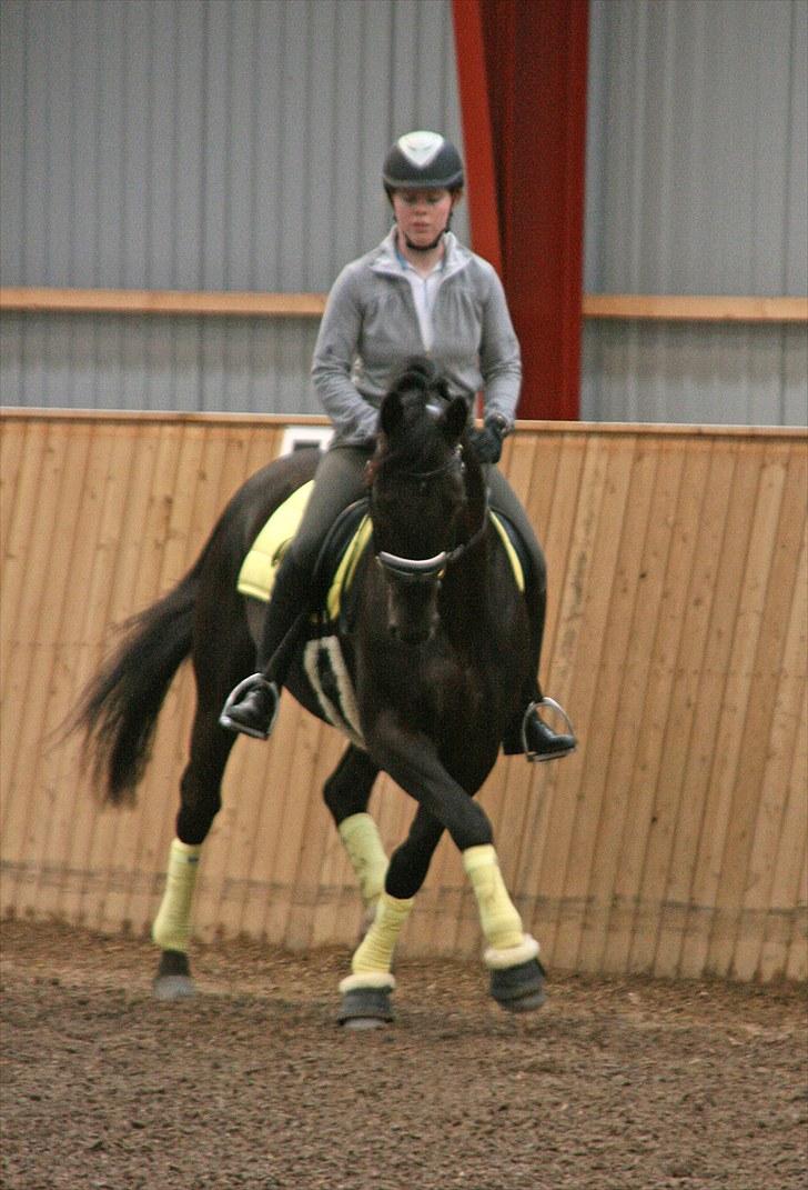 Trakehner Domino - Kursus med Mette Ubbesen den 30/5-10. Versade. billede 12