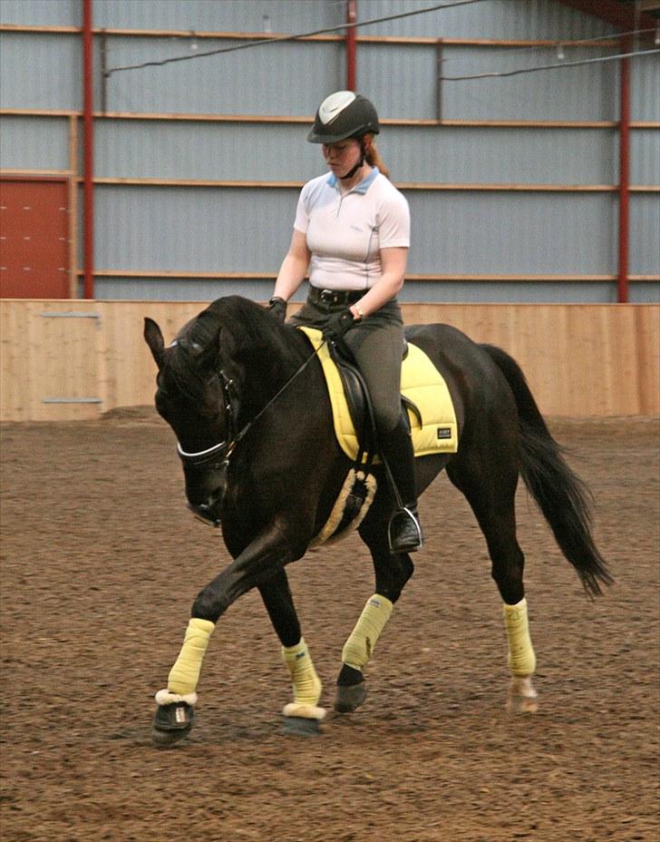 Trakehner Domino - Kursus med Mette Ubbesen den 30/5-10. billede 13