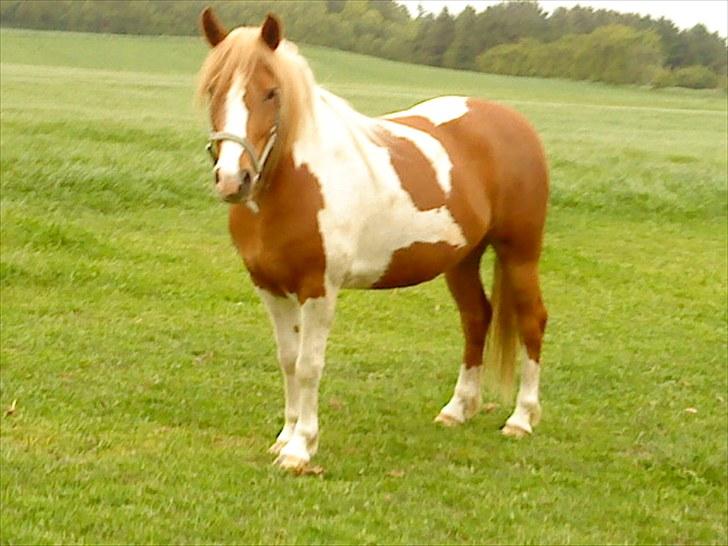 Anden særlig race Shiney *solgt* billede 8