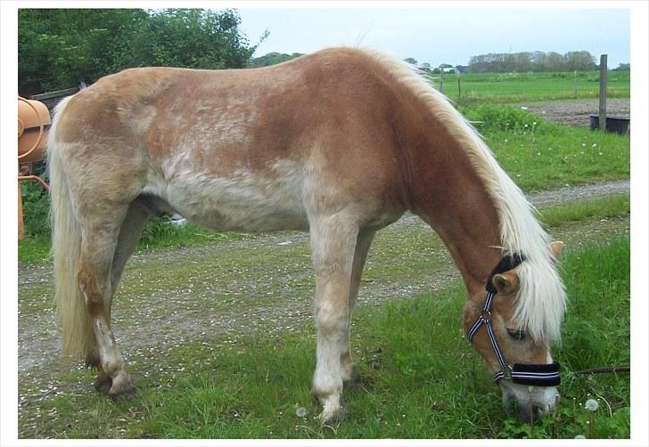 Tyroler Haflinger Nuser. - Lige ankommet, tynd og fyldt med sår/mug. billede 6
