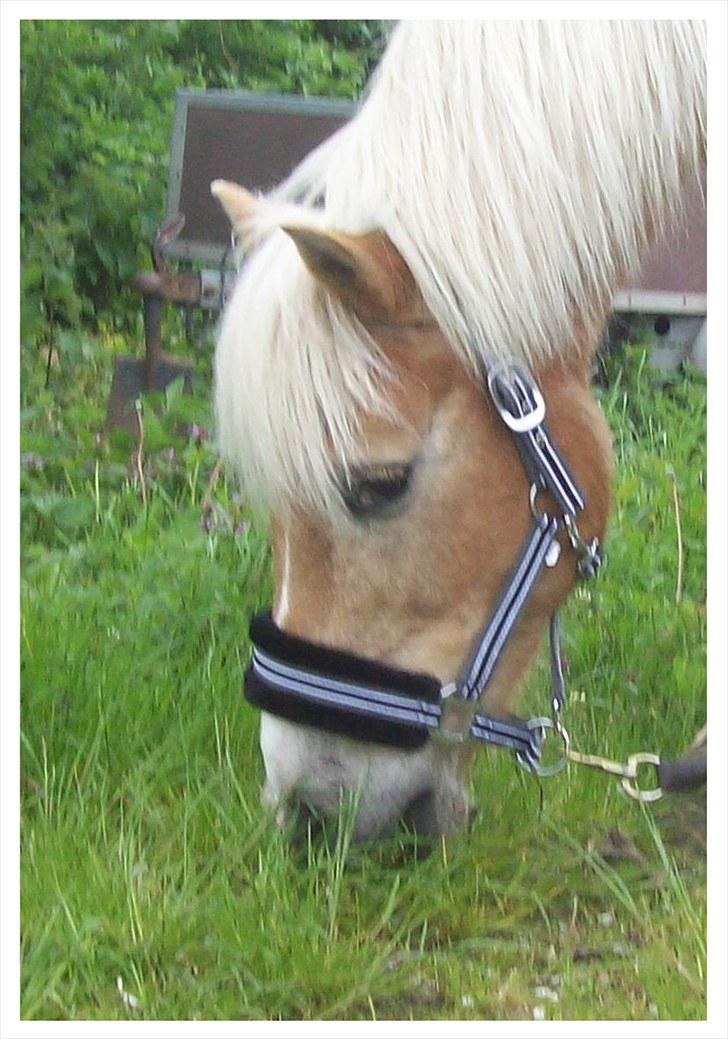 Tyroler Haflinger Nuser. billede 7