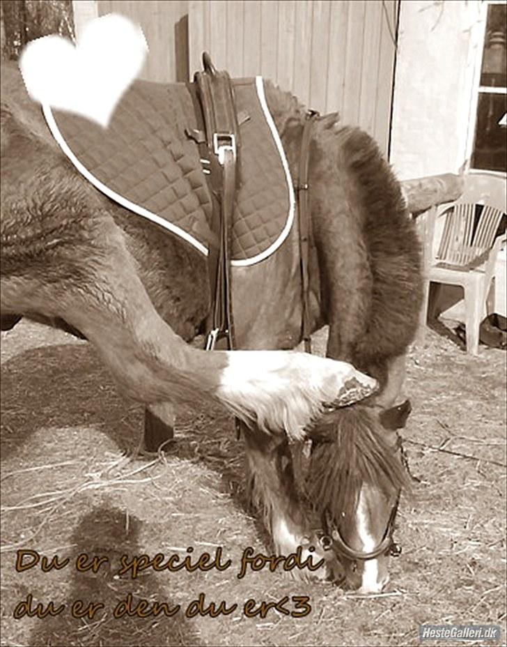 New Forest Shertan R.I.P  billede 20