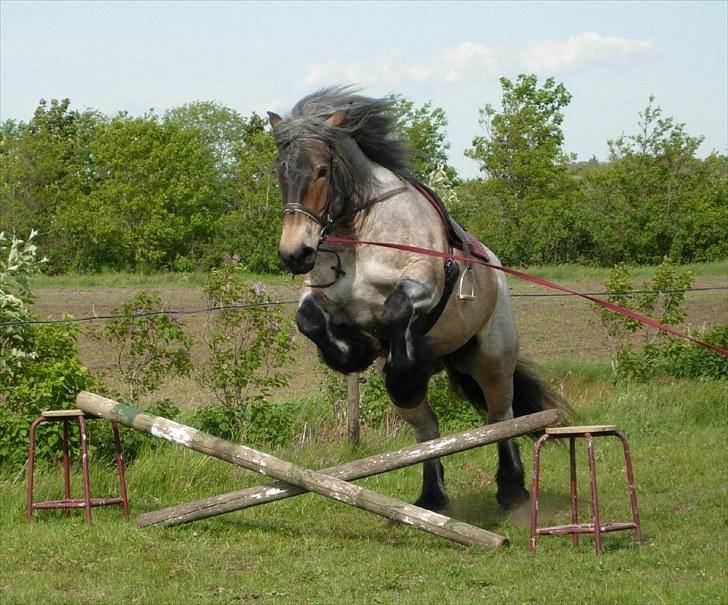 Belgier Martha af Vollerupgårde - R.I.P. d. 7.10.2014 - Den nye springstjerne? ;o) billede 19