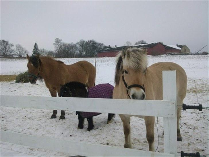 Fjordhest Bianca solgt - Bianca der hygger med trøffel og lille på folden <3 billede 1