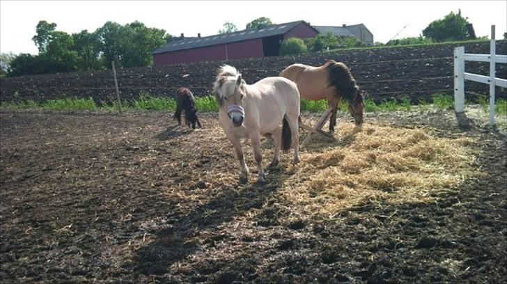 Fjordhest Bianca solgt - Bianca <3 billede 2