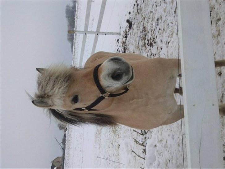 Fjordhest Bianca solgt - Bianca ude i sne uha <3 billede 3