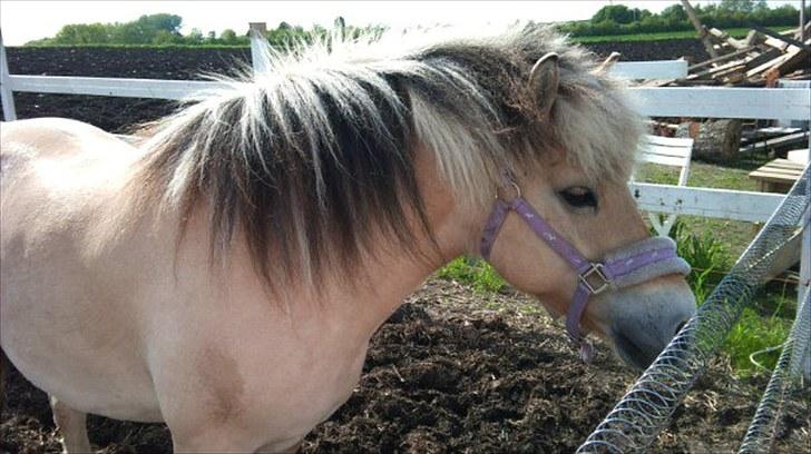 Fjordhest Bianca solgt - Bianca der ville ind og spise <3 billede 4