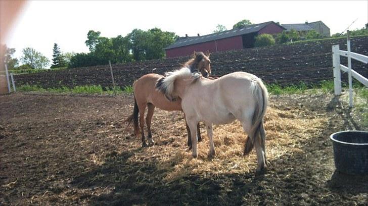 Fjordhest Bianca solgt - Bianca står og nusser med trøffel <3 billede 5