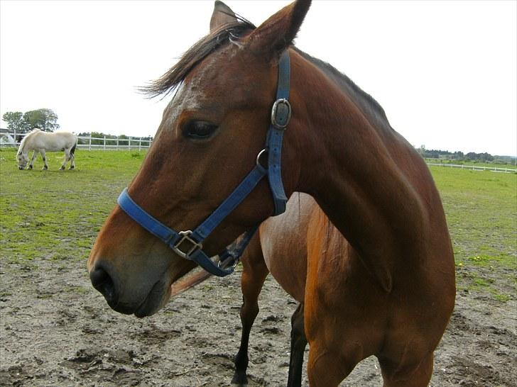 Traver ohaio billede 2