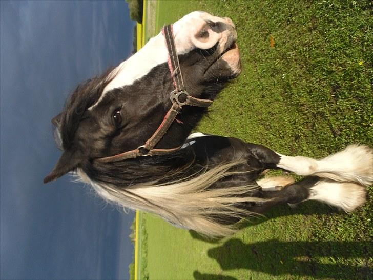 Tinker  Mama Danger. billede 7