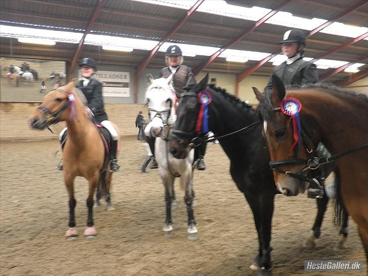 Hollandsk Sportspony Don Quichote R.I.P <3 - springstævne i OHR rideklub  billede 16