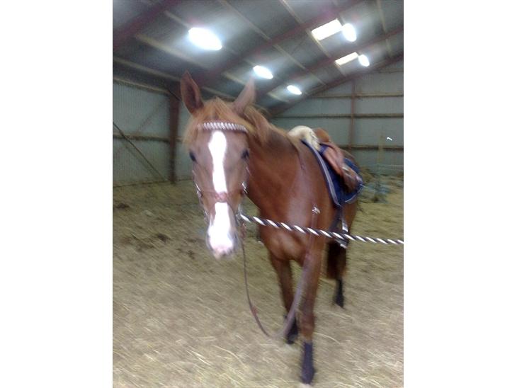 {{currentPhoto.altText}} billede {{currentPhoto.number}}