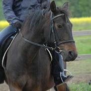 Anden særlig race Augusta..,(tidl. part)