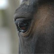 Anden særlig race Augusta..,(tidl. part)