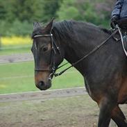 Anden særlig race Augusta..,(tidl. part)