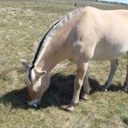 Fjordhest granit kjærgaard  Tidligere hest