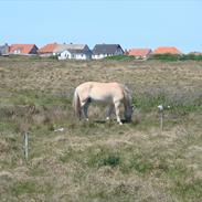 Fjordhest granit kjærgaard  Tidligere hest