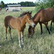 Anden særlig race Lille Stjerne
