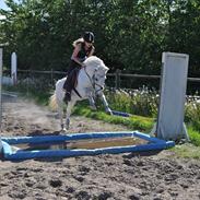 Anden særlig race  Tinka<3tidl. halvpart:(